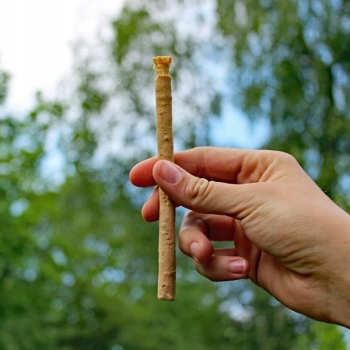 Miswak SPA VIVENT – naturalna szczoteczka z korzenia drzewa arakowego