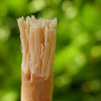 Miswak Orinko – naturalna szczoteczka do zębów z etui